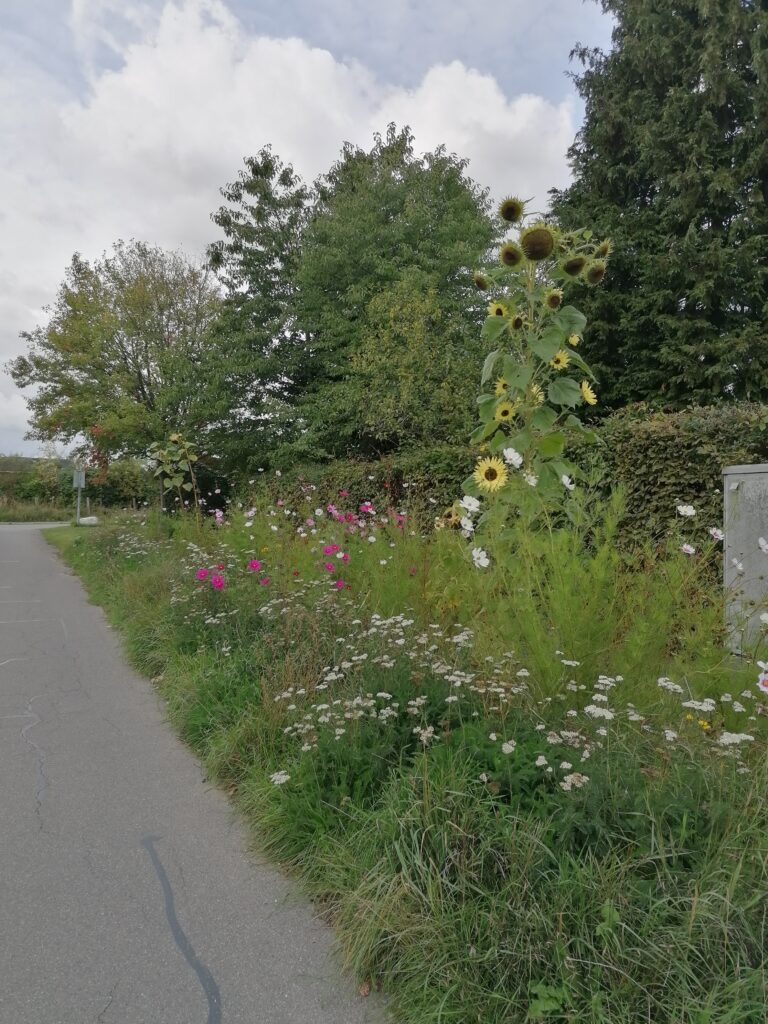 Vejsideblomster sommeren 2020